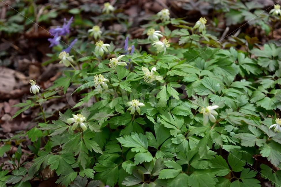 태백바람꽃,봄,야생화,꽃,청태산,강원도,봄꽃,고산야생화,감성,필,느낌,아름다움,예쁜,아름다운,고운,뷰티플,wildflower,산꽃,봄야생화,식물,자연,식생,생태nature,숲,숲길,청순,연노란색,미나리아재비과,바람꽃속,한국,여러해살이풀,교잡종,미등록종,식물,자연,plants,nature,꽃,flower