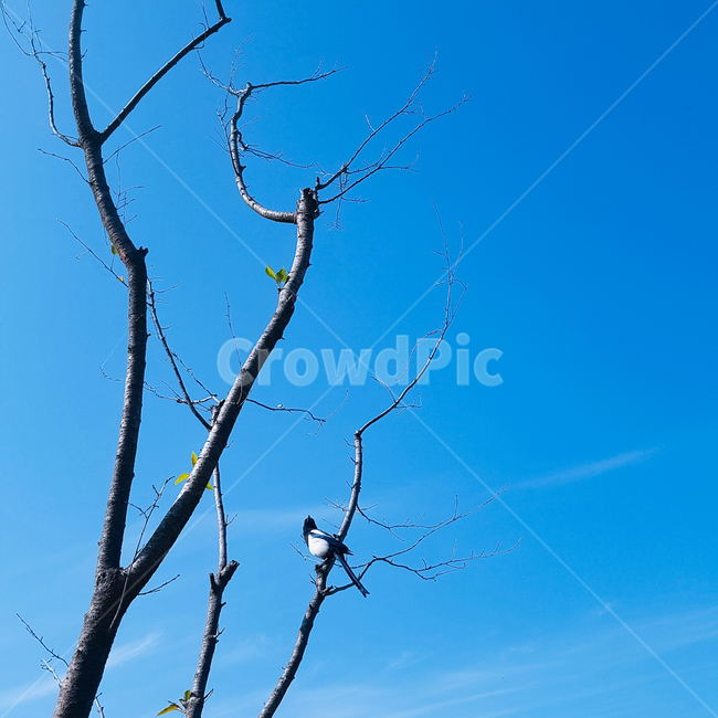 풍경,나무,하늘,자연,새,까치,가을,겨울,식물,자연,plants,nature,나무,trees,wood,동물,animal,조류,새,birds