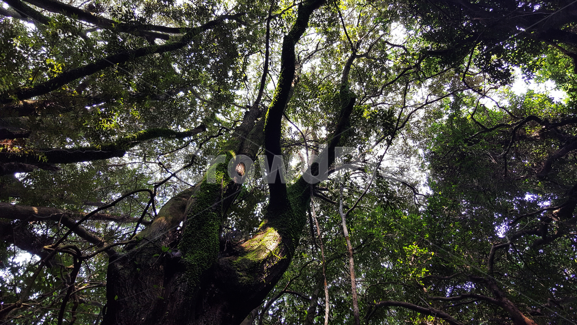 숲,나무,산속,자연,하늘,나뭇잎,식물,자연,plants,nature,나무,trees,wood