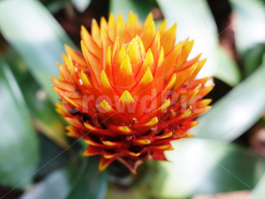 다육식물,다육이,선인장,건조,꽃,컬러풀,식물,생활,취미,키우기,생명,환경,cactus,red,yellow,colorful,background,백그라운드,빨간색,노란색,빨강,노랑,화려한,아름다운,쉬운,식물,자연,plants,nature,꽃,flower