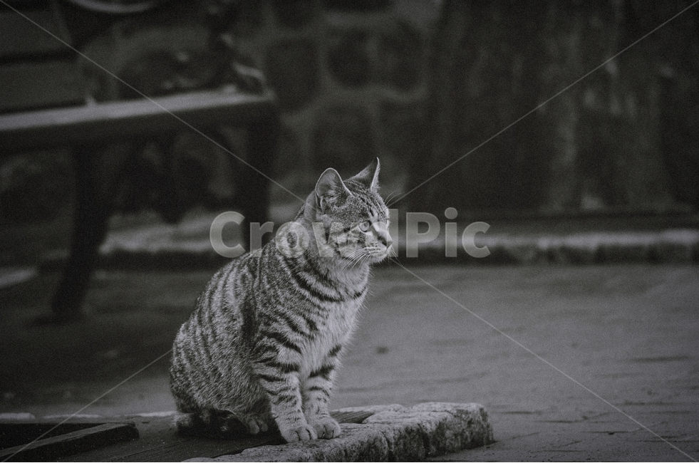 고양이,길냥이,감성사진,공원,산책,만남,기다림,동물,animal,포유류,mammal,고양이,cat,kitten,kitty,감성,sensible,feeling,흑백,모노톤,monochrome,black and white