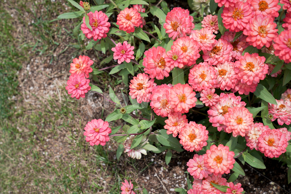 꽃,붉은꽃,핑크꽃,분홍꽃,여름꽃,식물,자연,plants,nature,꽃,flower