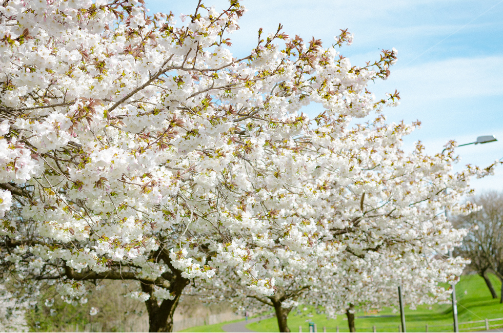 꽃,봄,자연,산책,공원,봄,계절,spring,season,식물,자연,plants,nature,꽃,flower,나무,trees,wood,plant,blossom