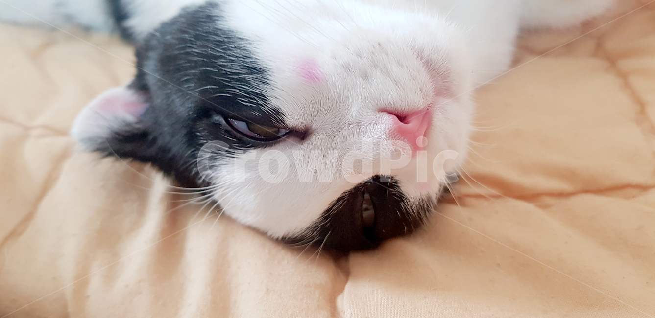 고양이,핑크코,고양이코,스코티쉬폴드,cat,pet,애완동물,반려묘,볼터치냥,볼터치
