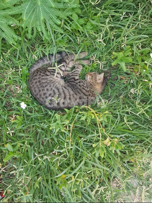 고양이,줄무늬고양이,자는고양이,cat,sleepingcat,straycat