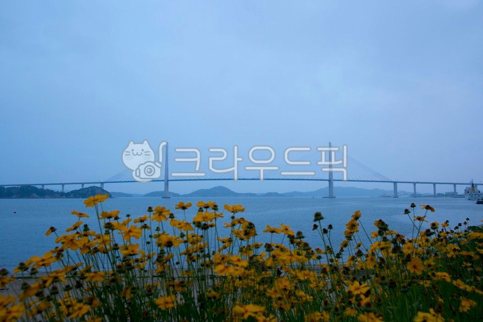 여수대교,6월,여수시,전라남도,금계국,여름,아침