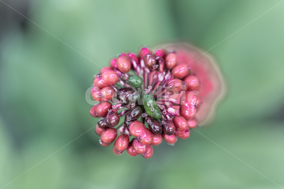 인삼,인삼꽃,열매,씨앗,보약,장수,뇌,식물,자연,plants,nature,과일,열매,fruit