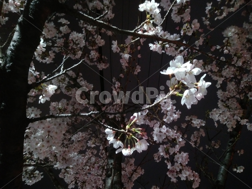 벚꽃,야경,봄,꽃,나무,벚나무,나뭇가지,tree,spring,flower,branch