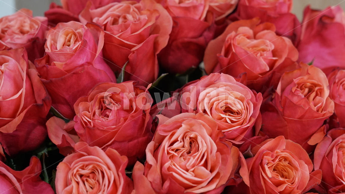 장미,장미류,rose,flower,플라워