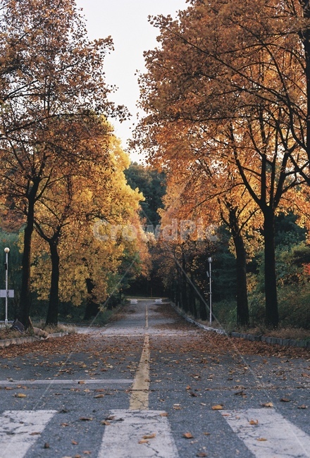 도로,낙엽,가을,단풍,낙엽이떨어진도로,fall,autumn,road,fallenleavesontheroad,횡단보도,crosswalk