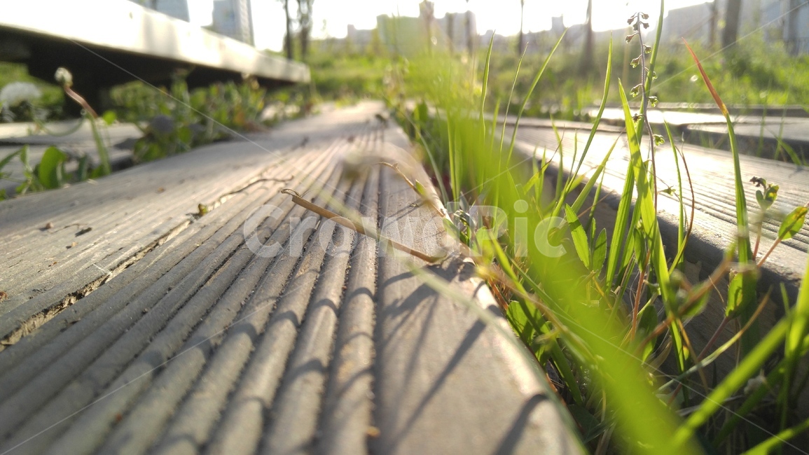 잡초,풀,배경,감성,그린,갈색,녹색,식물,weeds,grass,emotional,background,flant,outdoors