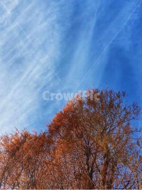 tree,나무,plant,식물,nature,자연,식물,자연,plants,nature,나무,trees,wood