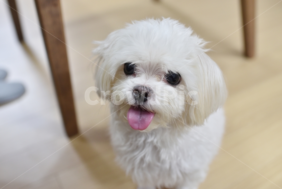 강아지,puppy,말티즈,maltese,반려견,댕댕이,동물,animal,포유류,mammal,개,강아지,dog,doggy