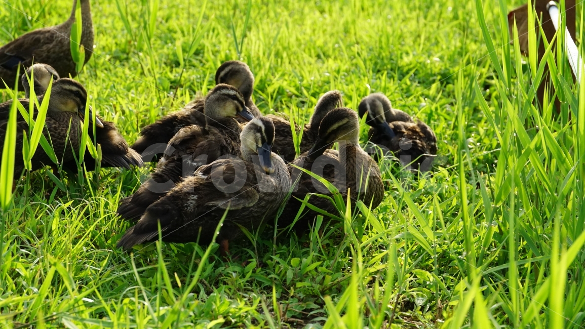 오리,조류,새,동물,잔디밭,풀,식물,연꽃잎,울타리,bird,duck,animal,nature,자연,여름,summer,family,가족,농장,풍경,landscape,계절,season,감성,감성사진,cute,pretty,귀엽다,귀여운,귀여워,동물,animal,조류,새,birds