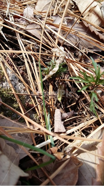 남산제비꽃,제비꽃,남산,꽃,봄꽃,식물,자연,plants,nature