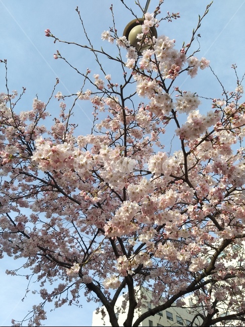 꽃,나무,벚꽃,벚나무,하늘,봄,만개,cherryblossoms,sky,spring