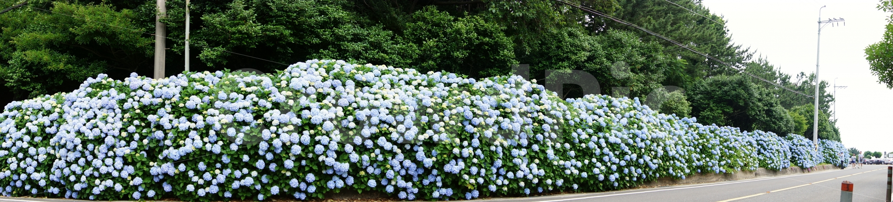 수국,거제수국,거제도,바람의언덕,꽃사진,꽃,자연,풍경,nature,landscape,blossom,geranium,제라늄,flower,plant,식물