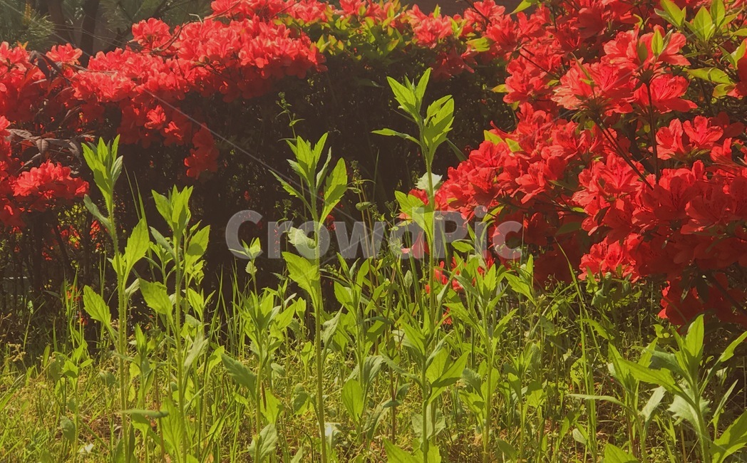 꽃,자연,풀,잎,숲,힐링,식물,분위기,느낌,오후,나른,일상,감성,산책