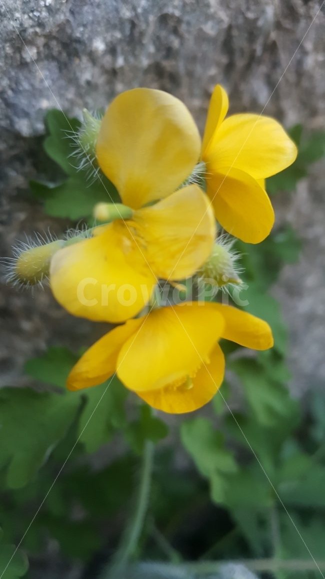누끼,봄,야생화,들꽃,양지,해,들길,바람,식물,자연,plants,nature,꽃,flower