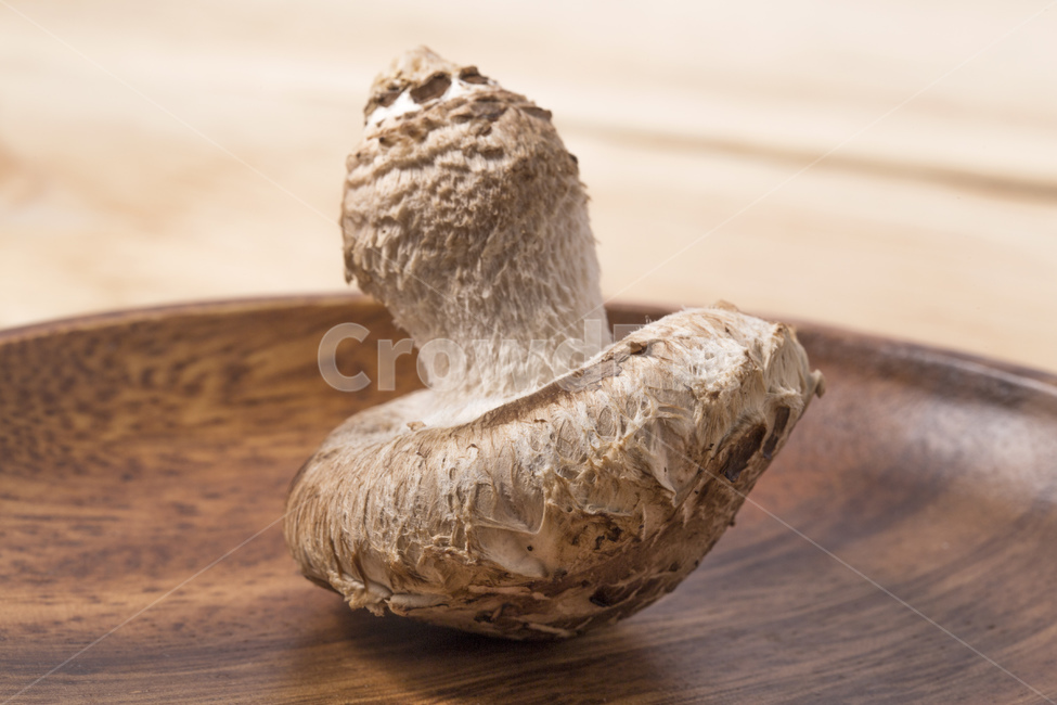 버섯,표고버섯,송이버섯,송고버섯,식품,식재료,재배,농산물,버섯,mushroom,음식,식재료,요리,food,cook,meal,dishes,food reserves