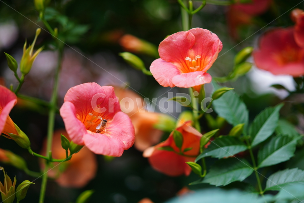 능소화,꽃,컬러,색감,주황,생명,식물,생물,flower,식물,자연,plants,nature,꽃,flower