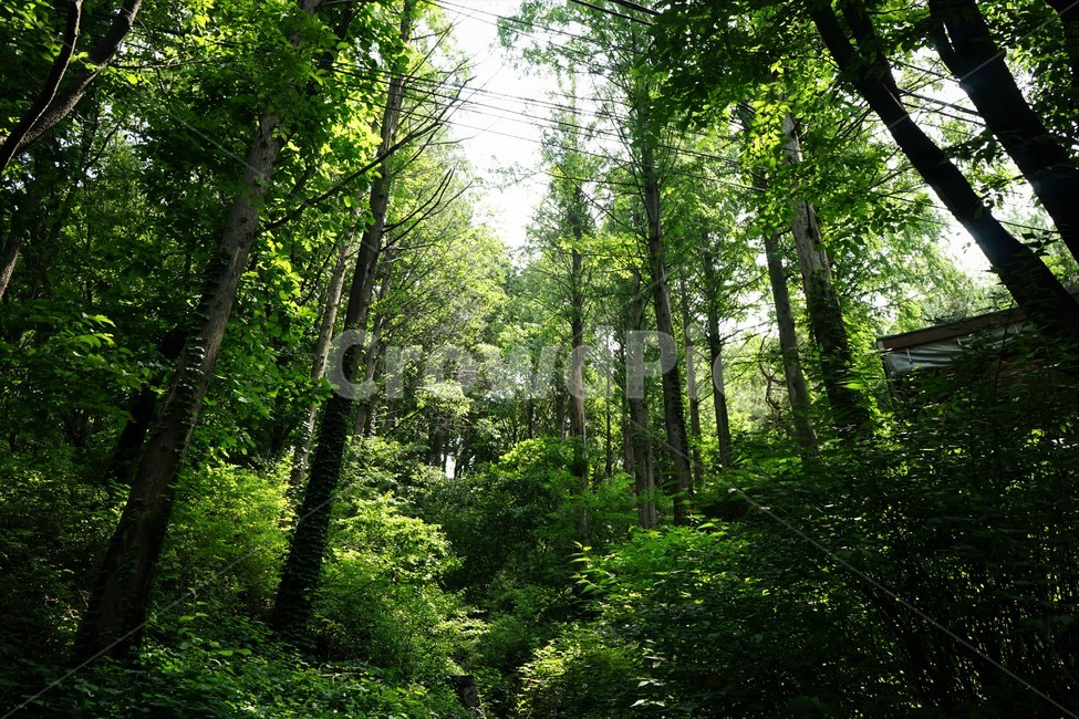 숲,자연,나무,그늘,신록,forest,woods,nature,shadow,light,green,healing,힐링,휴식,시원함,고요함,relaxation,cool,calm,forestbathing,freshness,자연,풍경,nature,landscape,식물,plants,나무,trees,wood,휴식,힐링,rest,relaxation,healing,vegetation,초목,plant,land,땅,outdoors,옥외,rainforest,열대 우림,tree,woodland,삼림지,jungle,밀림
