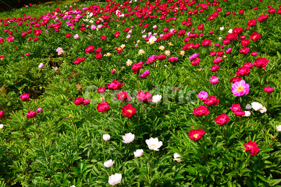 봄이미지,봄꽃,작약,꽃밭,가든,정원,공원,5월,park,flowers,plant,beautiful,아름다운,꽃송이,꽃잎,식물,자연,plants,nature,꽃,flower