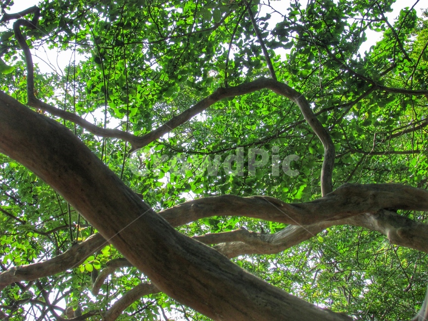 숲,나뭇잎,나무,산,초록,식물,식물,자연,plants,nature,나무,trees,wood