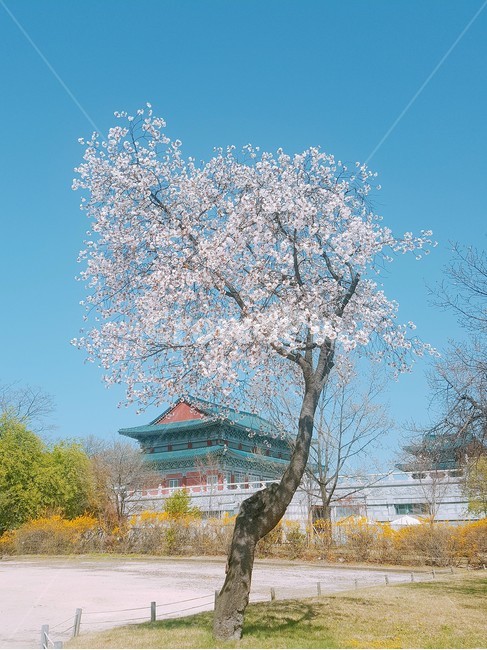 경복궁,자연,꽃,봄,nature,한국랜드마크,봄,계절,spring,season
