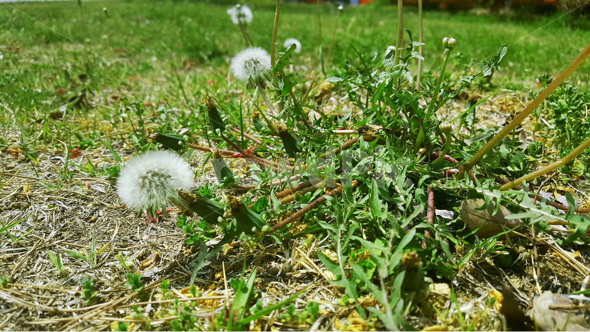 민들레홀씨,홀씨,민들레,초록빛,초록,잔디,자연,nature,봄,봄기운,식물,자연,plants,nature