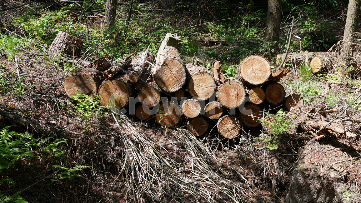 wood,나무,lumber,재목,장작,나무장작,캠핑,캠핑용장작,바베큐,화덕,잡목,쪼갬목,절단목,마른장작