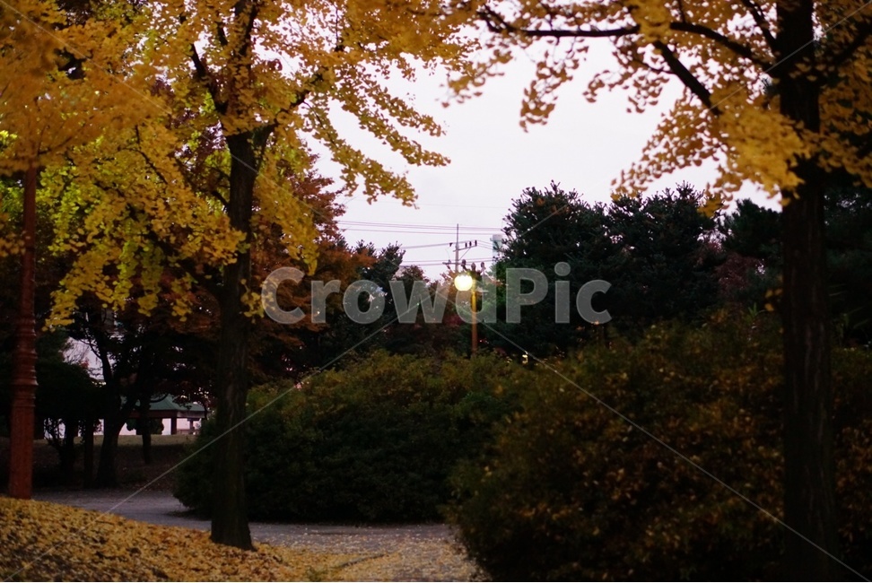 tree,나무,plant,감성,노을,가을,계절,fall,autumn,season,식물