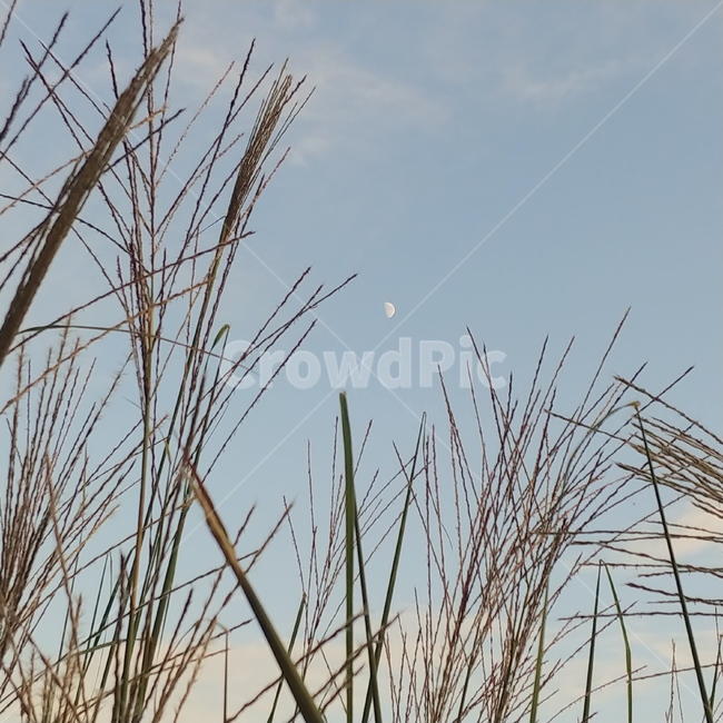 올림픽공원,하늘,자연,갈대,달,가을,자연,풍경,nature,landscape,grass,잔디,plant,식물,lawn,reed