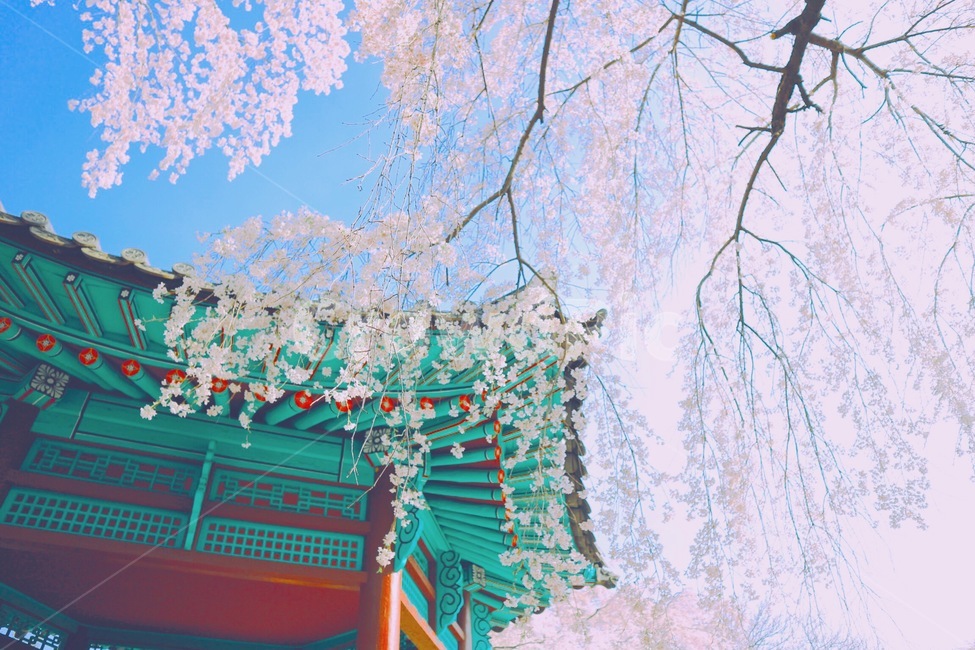 봄,벚꽃,꽃,풍경,계절,springseason,식물,자연,plants,nature,flower,나무,treeswood,하늘,구름,현충원,정자,전통