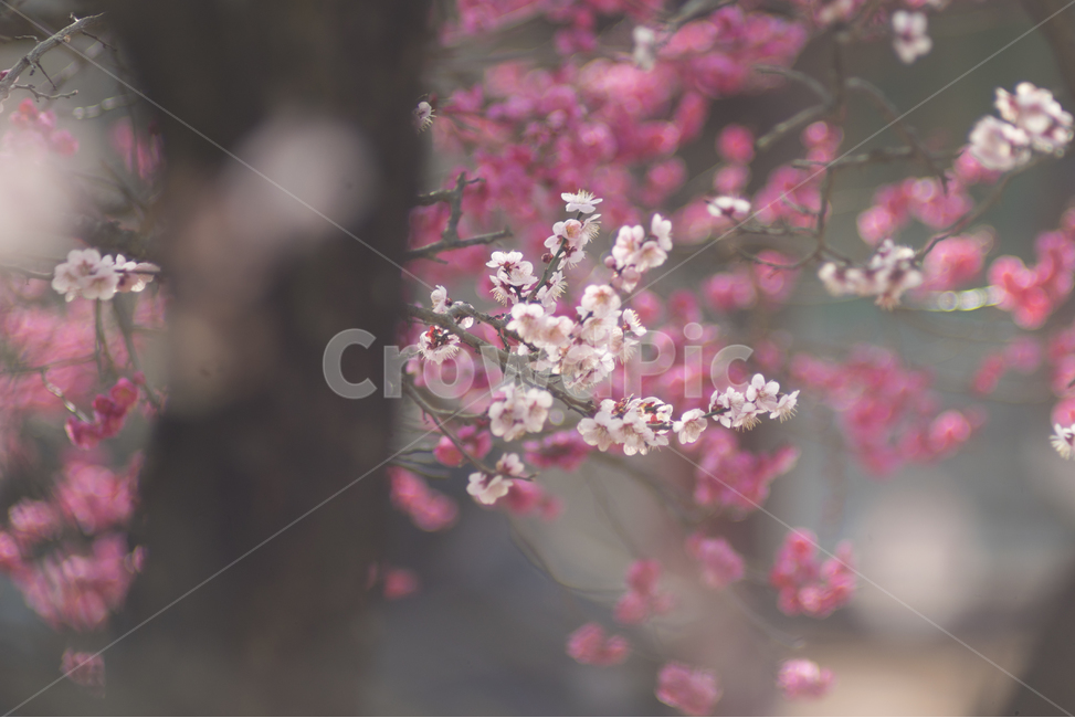 매화,홍매화,봄꽃,통도사,보케,감성꽃사진,봄,계절,spring,season,식물,자연,plants,nature,꽃,flower,감성,sensible,feeling,plant,blossom,cherry blossom,벚꽃