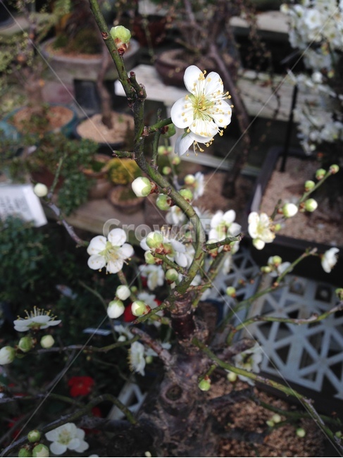 매화,분화,향매화,꽃망울,봄꽃,whiteapricot,꽃,flower,실내용화초,화분,화초,house plant