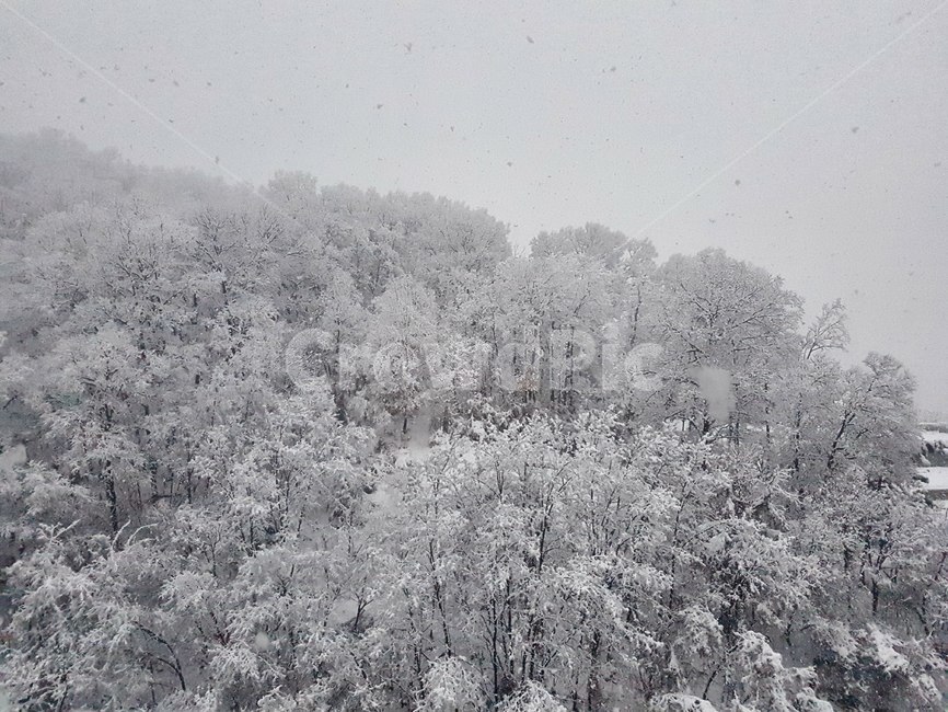 눈,나무,산,겨울,새벽