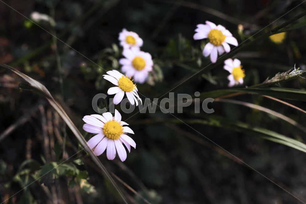 꽃,들꽃,야생화,풀,잡초,식물,자연,plants,nature,꽃,flower