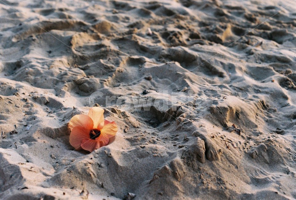 모래,해변,자연,식물,꽃,sand,flower,nature