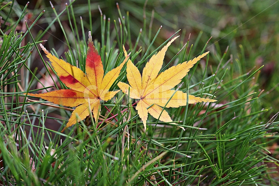 단풍,낙엽,노란단풍,소나무,식물,자연,풀,잡초,가을,계절,fall,autumn,season