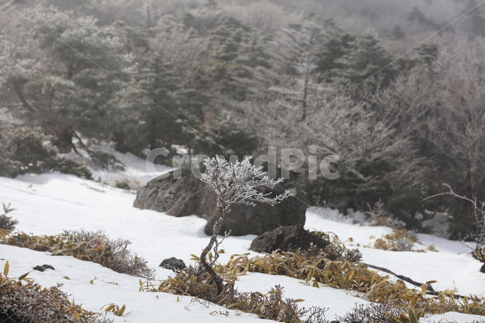 겨울,산,풍경,안개,설산,정상,구름,배경,나무,자연,겨울,계절,winter,season,자연,풍경,nature,landscape,outdoors,옥외