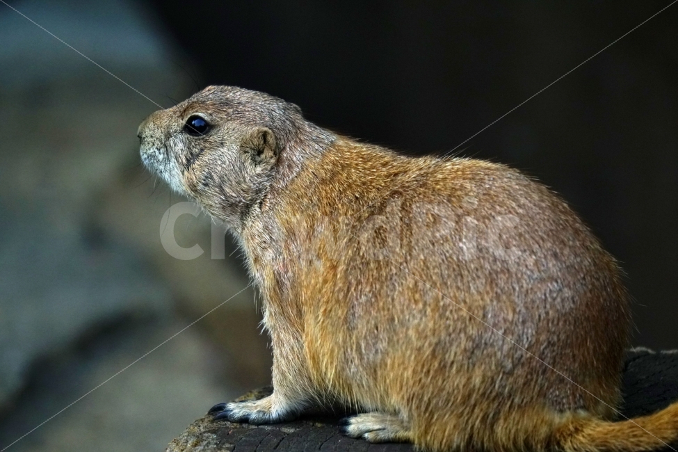검은꼬리프레리독,프레리도그,동물,animal,포유류,다람쥐,자연,나무,돌,바위,동물원,공원,park,zoo,풍경,nature,prairiedog,프레리독,귀엽다,귀여운,귀염둥이,동물,animal,포유류,mammal