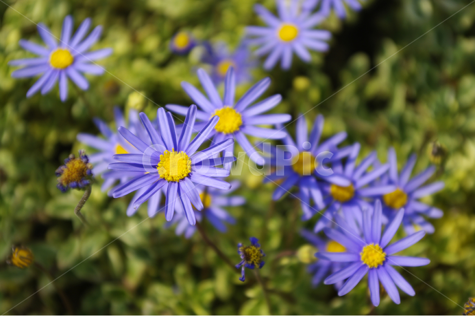 식물,flower,plants,nature,꽃,꽃봉오리,꽃밭,color,식물,자연,plants,nature,꽃,flower