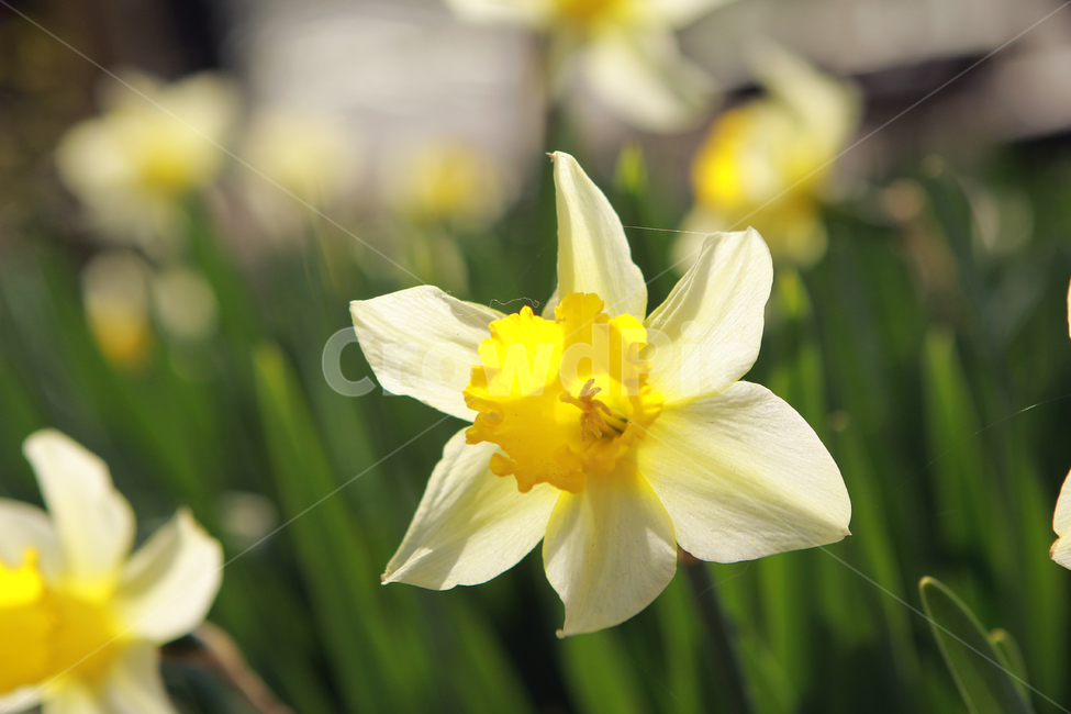 꽃,flower,narciscuss,수선화,봄꽃