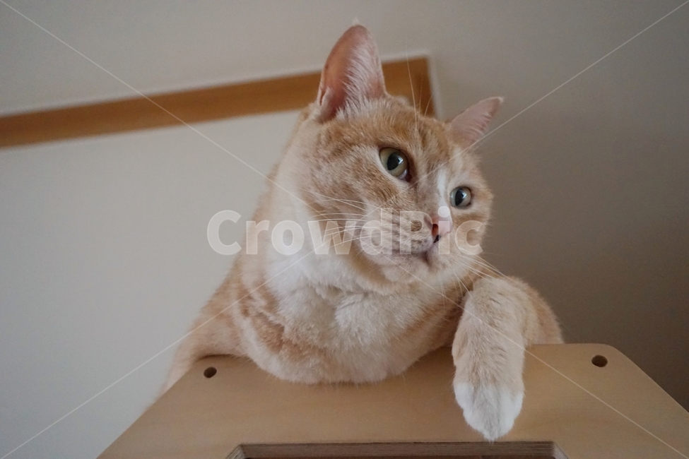 cat,고양이,animal,동물,mammal,pet,동물,animal,포유류,mammal,고양이,cat,kitten,kitty