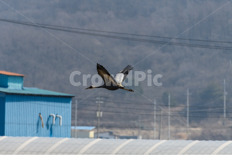 animal,동물,bird,새,ashcrane,재두루미,flying,날다,전봇대,powerpole,전깃줄,powercord,나는,빨강,red,흰색,white,검정,black,창고,warehouse,동물,animal,조류,새,birds