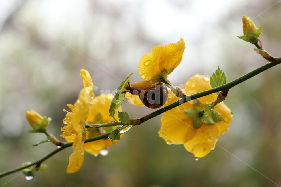 달팽이,노란꽃,꽃,나무,나뭇가지,flower,snail,tree,yellow,노란색,노란,이슬