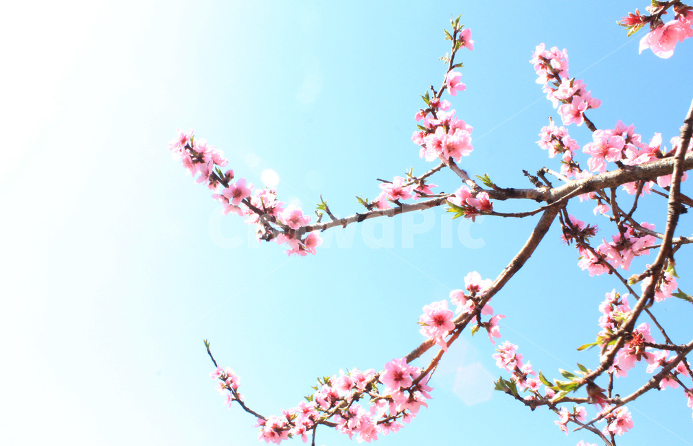 flower,식물,벚꽃,cherryblossoms,벚나무,꽃,봄,하늘