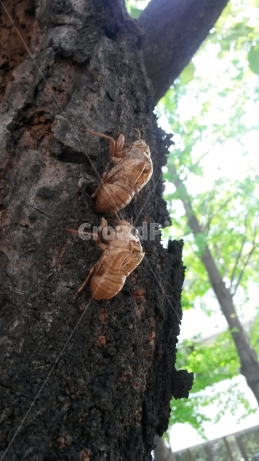 곤충,여름,우화,암수,탈출,매미,한여름,inset,7년,동물,animal,곤충,벌레,insect,bug