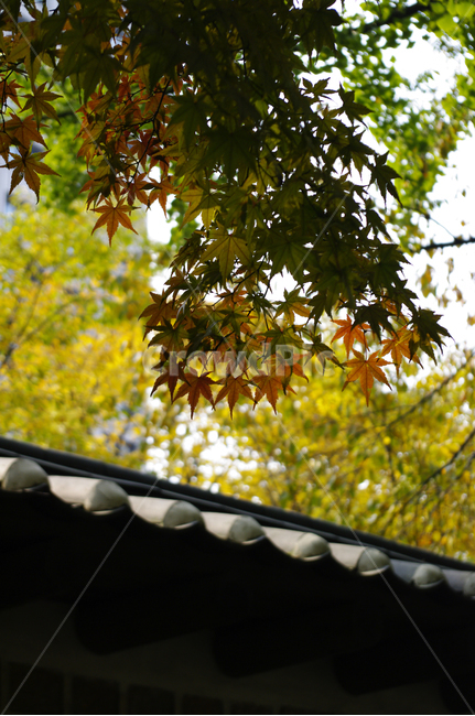 전통,기와지붕,담장,가을,단풍,나무,식물,plant,자연,nature,가을,계절,fall,autumn,season,leaf,잎,tree